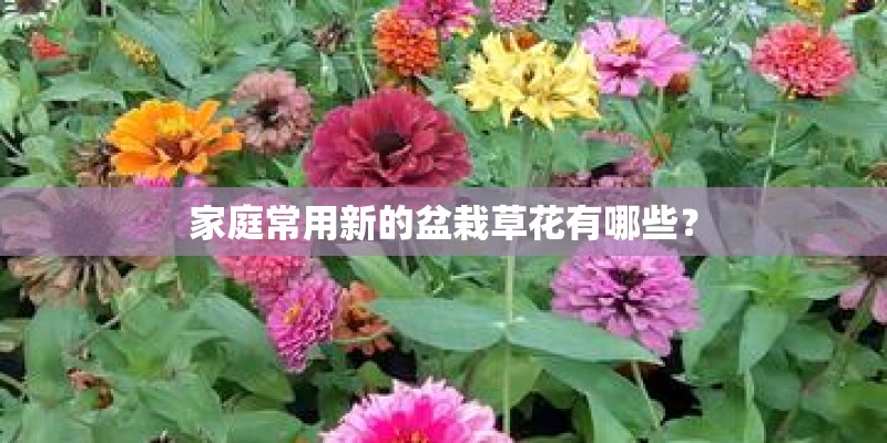 家庭常用新的盆栽草花有哪些？