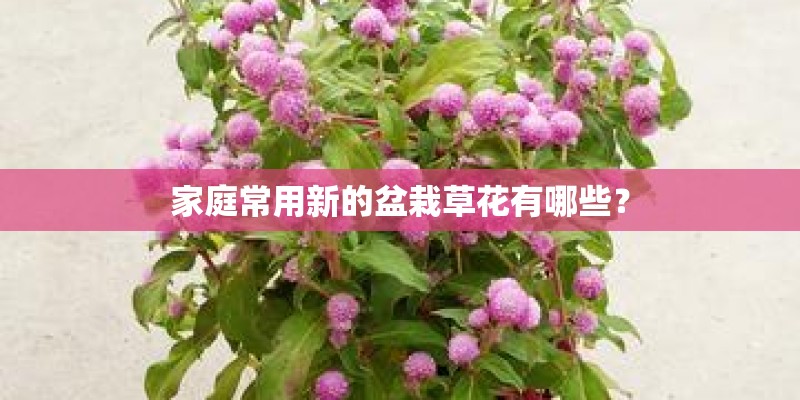 家庭常用新的盆栽草花有哪些？