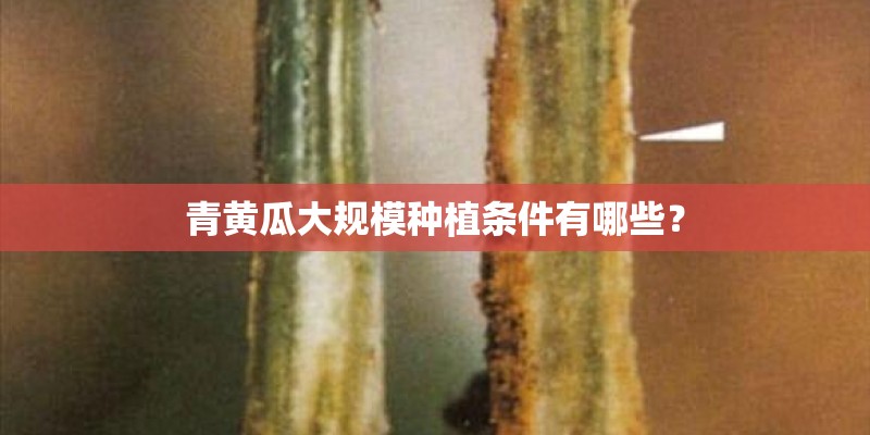 青黄瓜大规模种植条件有哪些？