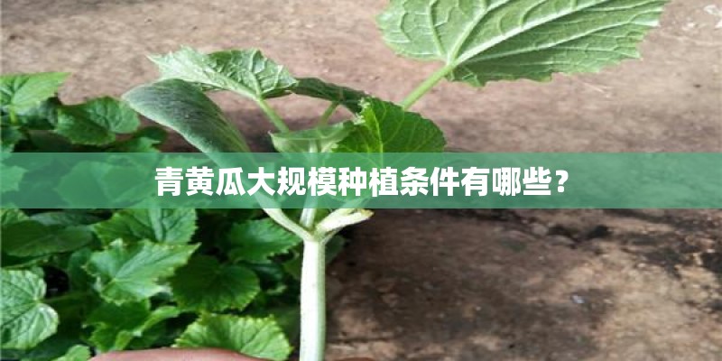 青黄瓜大规模种植条件有哪些？