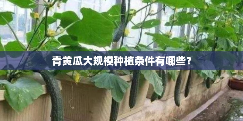 青黄瓜大规模种植条件有哪些？