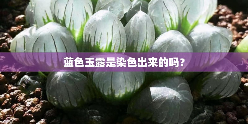 蓝色玉露是染色出来的吗？