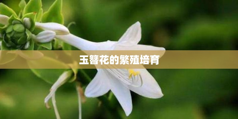 玉簪花的繁殖培育