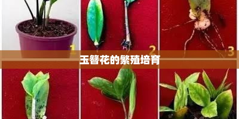 玉簪花的繁殖培育