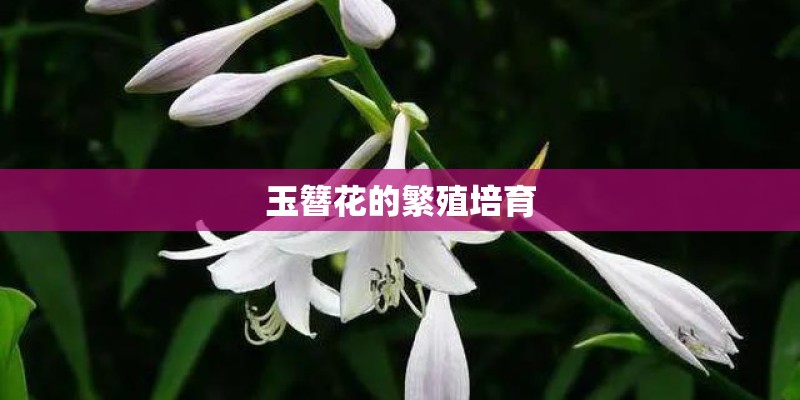 玉簪花的繁殖培育
