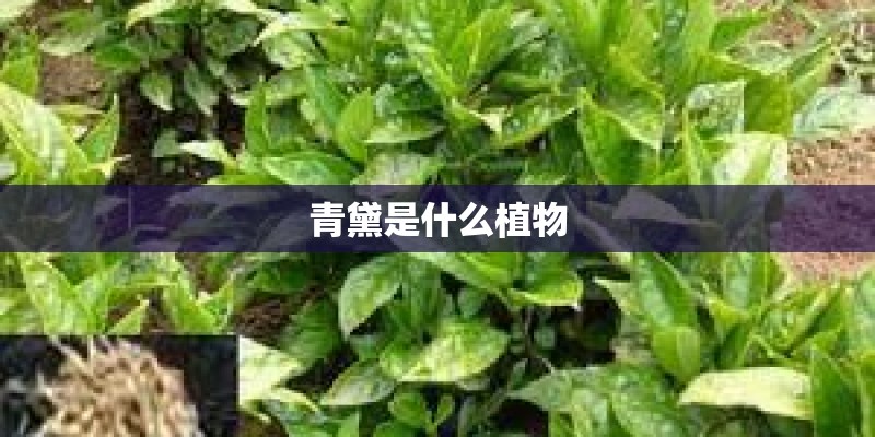 青黛是什么植物