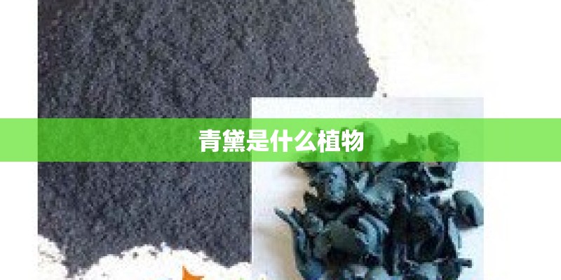 青黛是什么植物