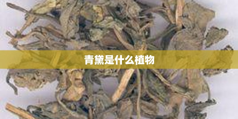 青黛是什么植物