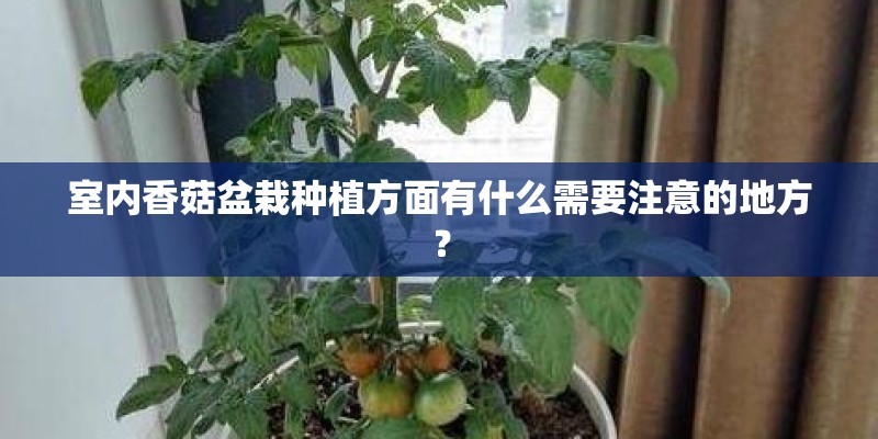 室内香菇盆栽种植方面有什么需要注意的地方？