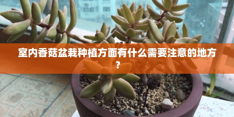 室内香菇盆栽种植方面有什么需要注意的地方？