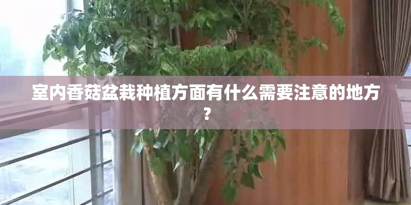 室内香菇盆栽种植方面有什么需要注意的地方？