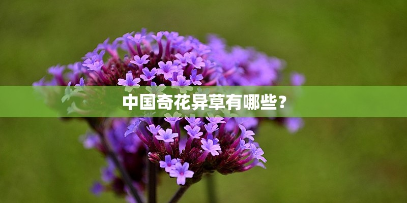 中国奇花异草有哪些？