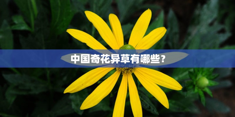 中国奇花异草有哪些？