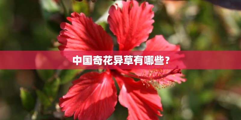 中国奇花异草有哪些？