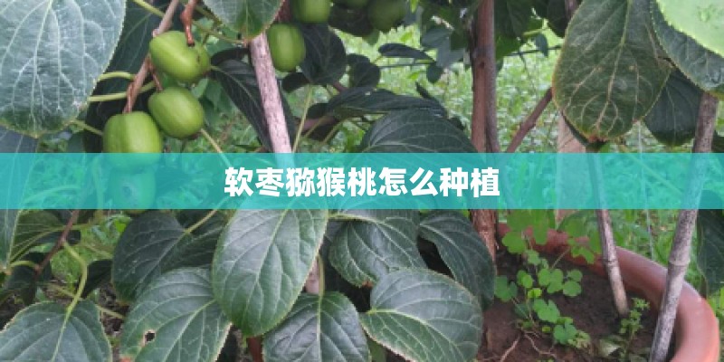 软枣猕猴桃怎么种植 软枣猕猴桃怎么种植
