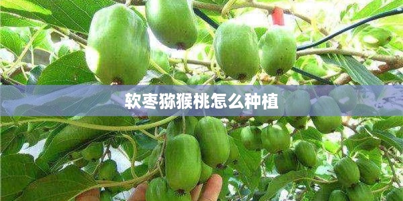 软枣猕猴桃怎么种植 软枣猕猴桃怎么种植
