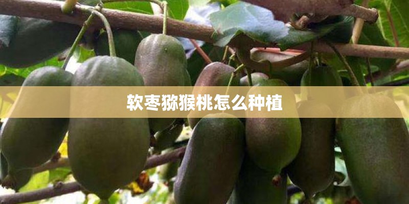 软枣猕猴桃怎么种植 软枣猕猴桃怎么种植