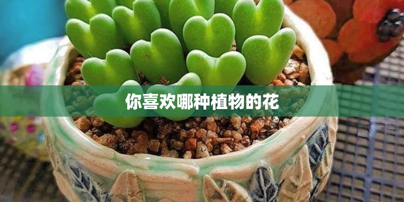 你喜欢哪种植物的花