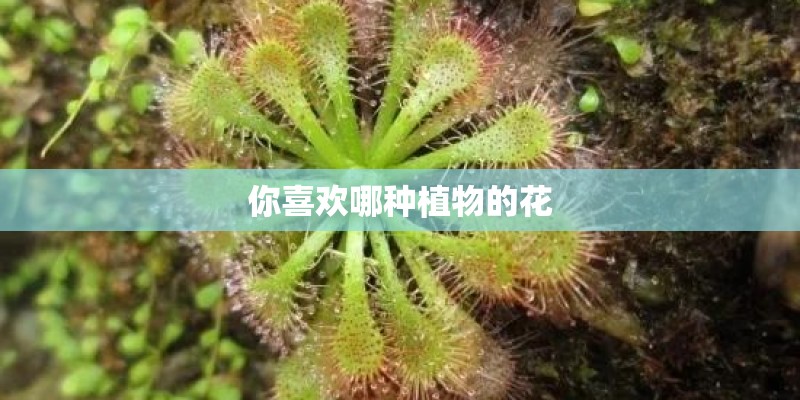 你喜欢哪种植物的花