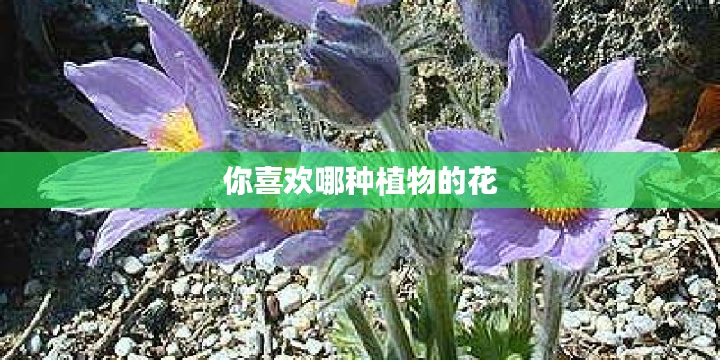 你喜欢哪种植物的花