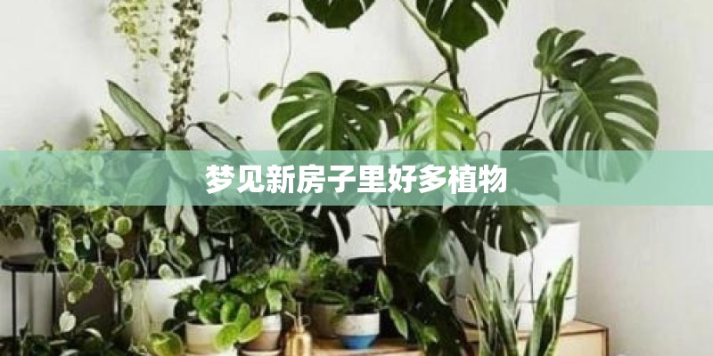 梦见新房子里好多植物