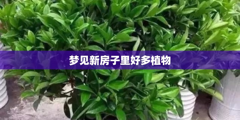 梦见新房子里好多植物
