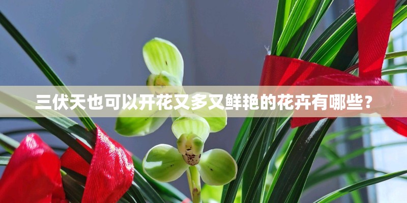 三伏天也可以开花又多又鲜艳的花卉有哪些? 三伏天也可以开花又多又鲜艳的花卉有哪些?