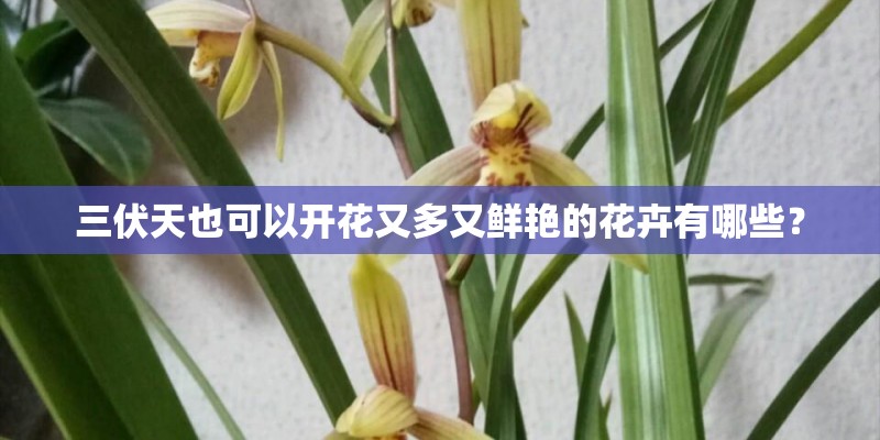 三伏天也可以开花又多又鲜艳的花卉有哪些? 三伏天也可以开花又多又鲜艳的花卉有哪些?