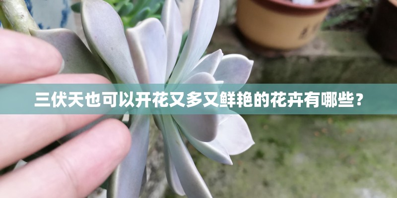 三伏天也可以开花又多又鲜艳的花卉有哪些? 三伏天也可以开花又多又鲜艳的花卉有哪些?