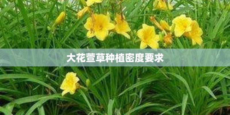 大花萱草种植密度要求