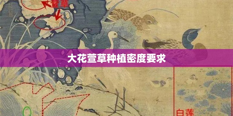 大花萱草种植密度要求