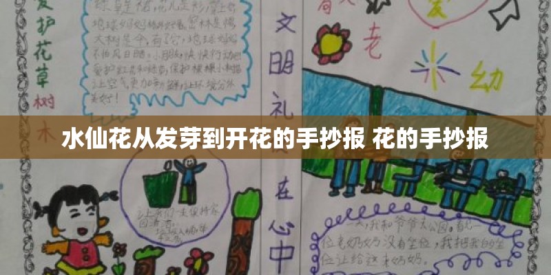 水仙花从发芽到开花的手抄报 花的手抄报