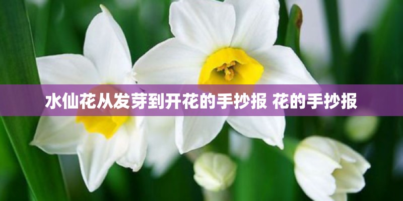 水仙花从发芽到开花的手抄报 花的手抄报