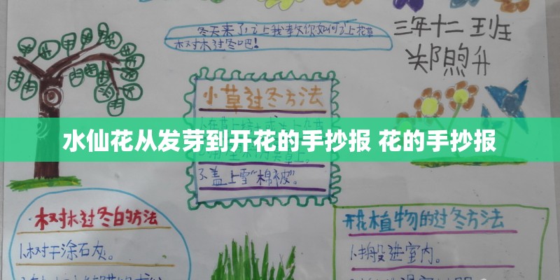 水仙花从发芽到开花的手抄报 花的手抄报