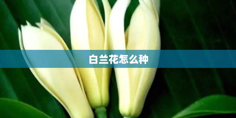 白兰花怎么种