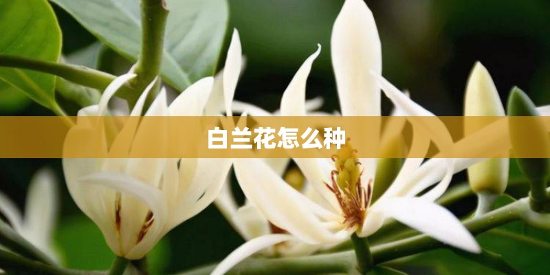 白兰花怎么种