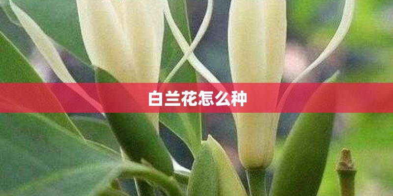白兰花怎么种