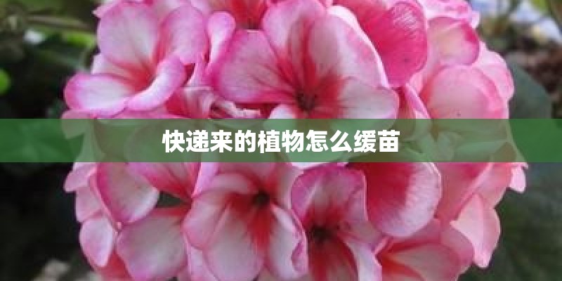 快递来的植物怎么缓苗