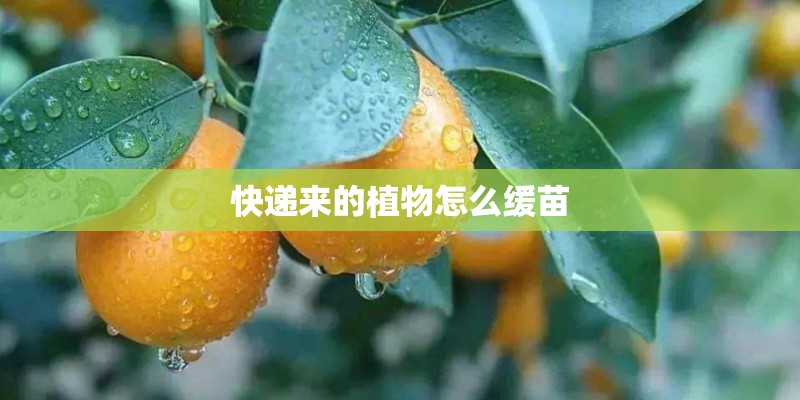 快递来的植物怎么缓苗