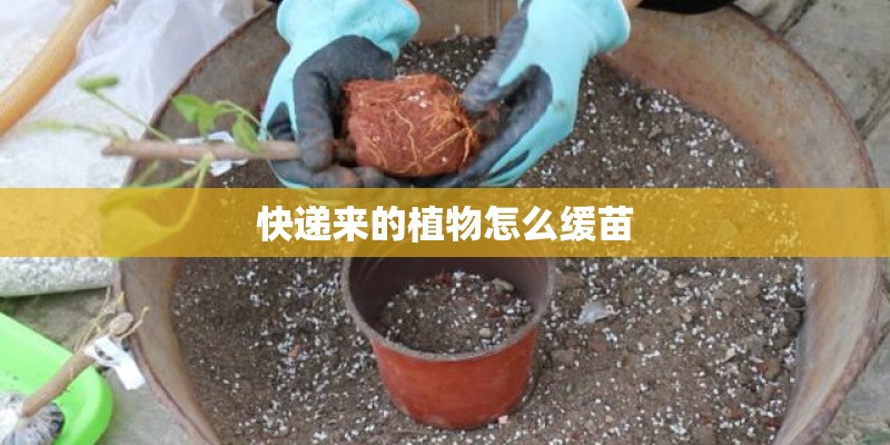 快递来的植物怎么缓苗