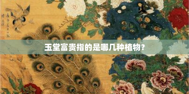 玉堂富贵指的是哪几种植物？