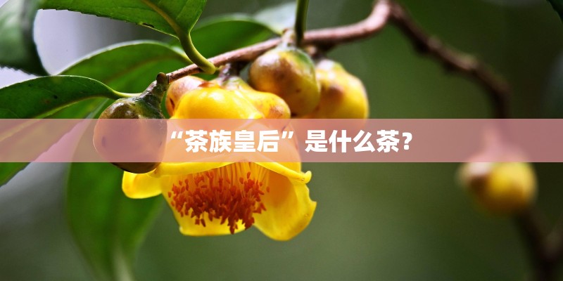 “茶族皇后”是什么茶？
