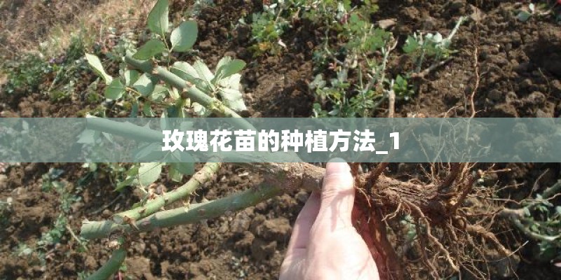 玫瑰花苗的种植方法_1