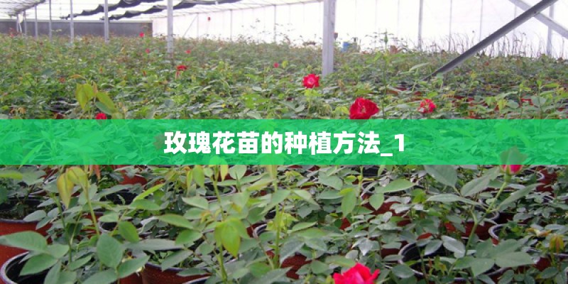 玫瑰花苗的种植方法_1