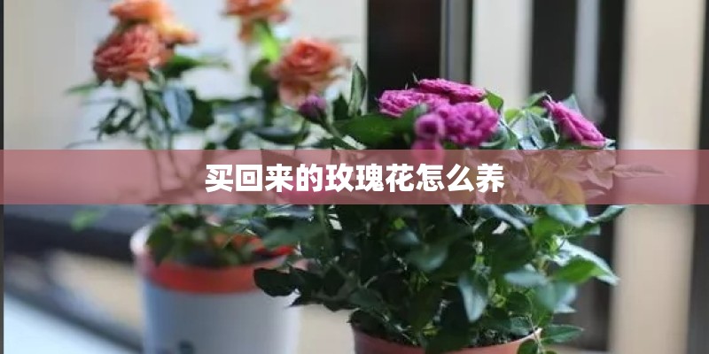 买回来的玫瑰花怎么养