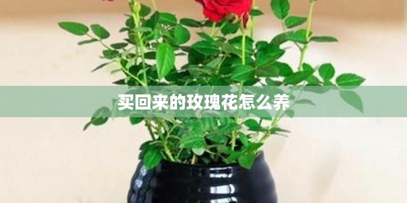买回来的玫瑰花怎么养