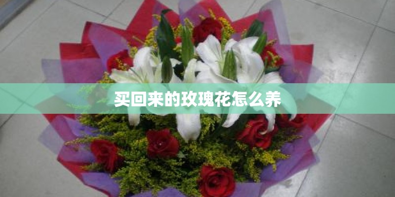 买回来的玫瑰花怎么养