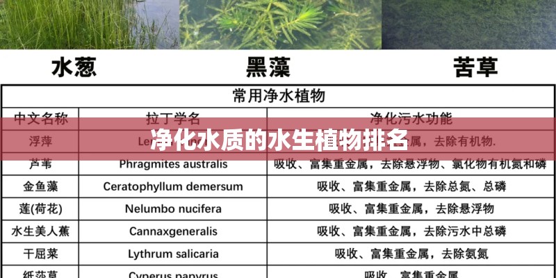 净化水质的水生植物排名