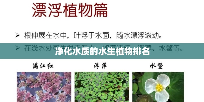 净化水质的水生植物排名