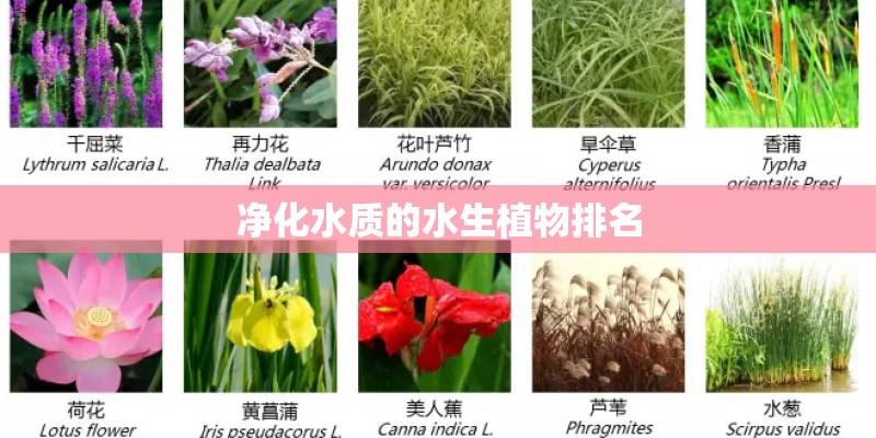 净化水质的水生植物排名